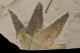 Eocene Fossil Sycamore (Platanus) Leaf - Utah #174933-2